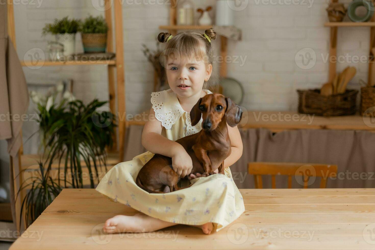 a little happy girl playing with a dachshund dog in the kitchen photo