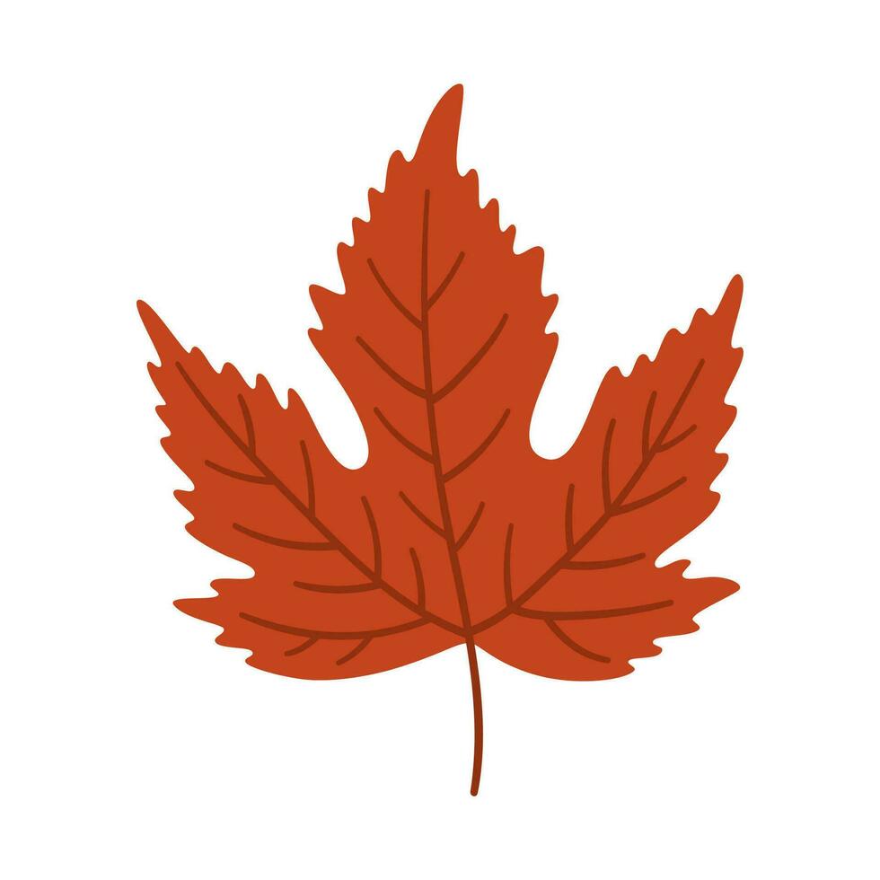 Maple autumn leaf on white background, vector. vector