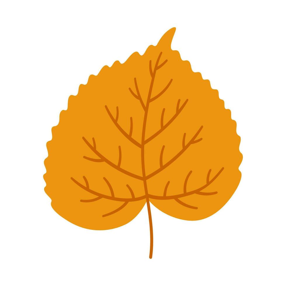 Linden autumn leaf on white background, vector. vector