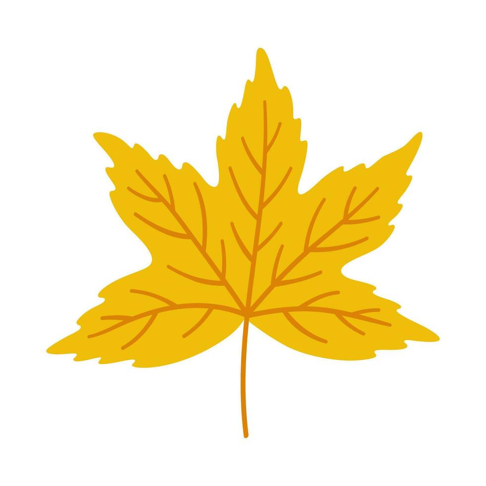 Maple autumn leaf on white background, vector. vector