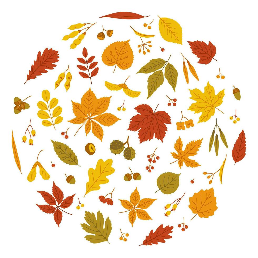 Set of autumn leaves and seeds on white background. vector