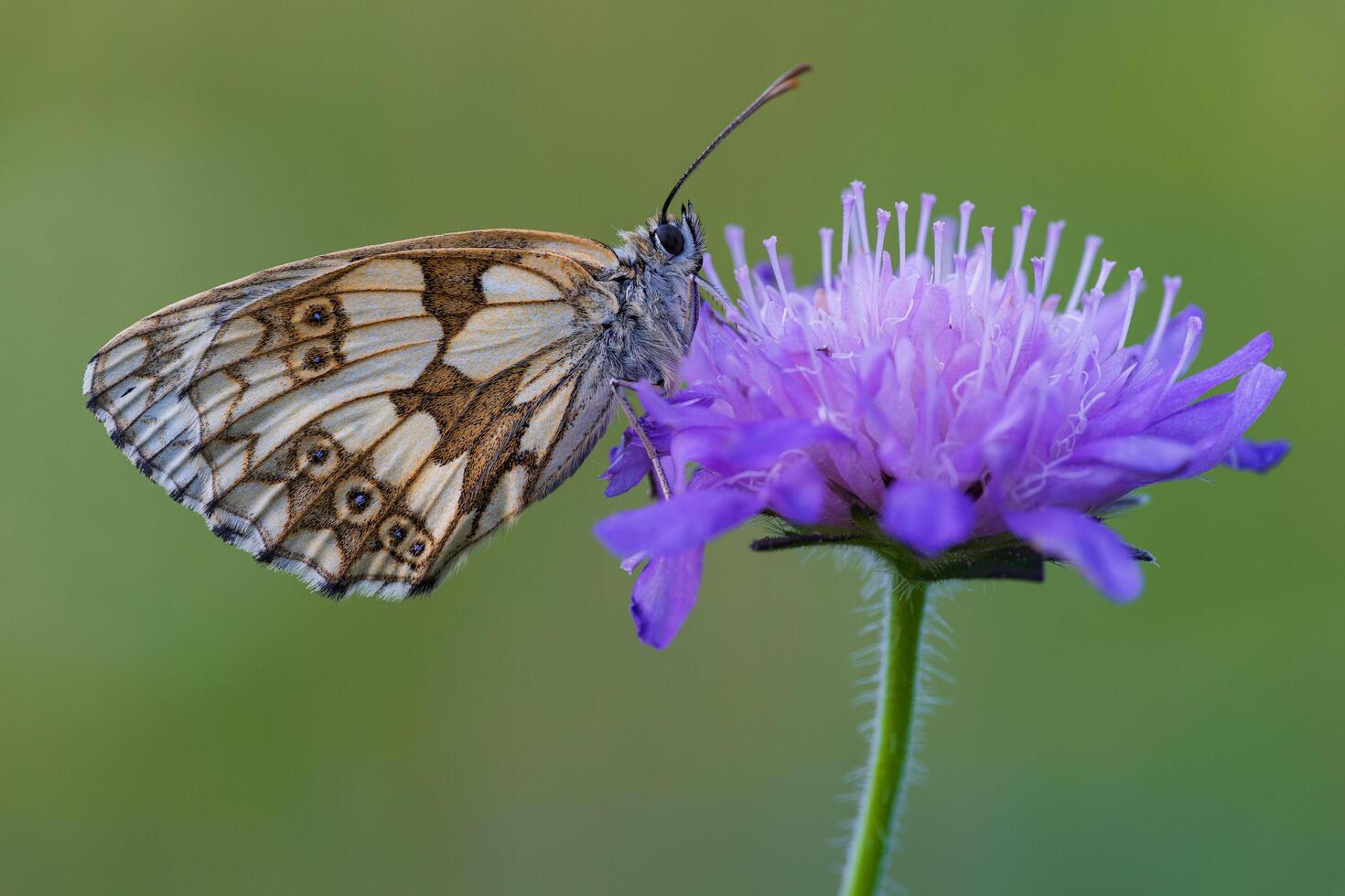 hermosa mariposa sentado en flor foto