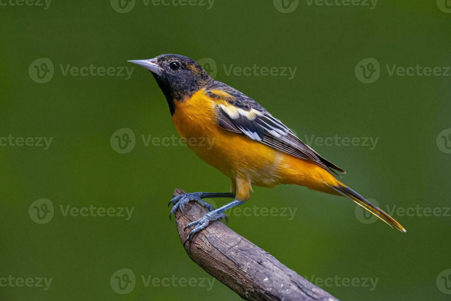 Beautiful bird sitting on branch close up shot photo