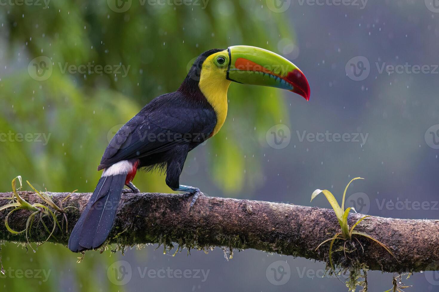 Toucan sitting on Branch close up shot photo