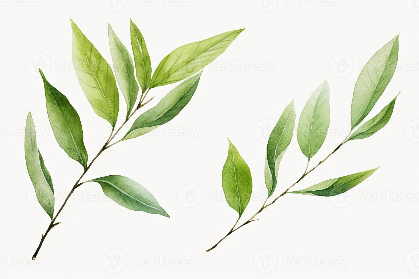 Watercolor Matcha Green tea elements leaves objects isolated on white background, various Japan matcha leaf plant, morning drinks, delicious beverages clipart set, with . photo