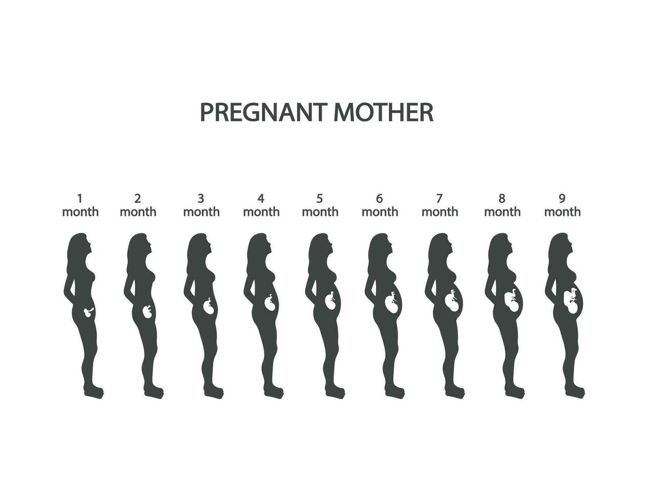 Silhouette of pregnant woman, baby design, 1 2 3 4 5 6 7 8 9 months, with growing fetus, Vector illustration