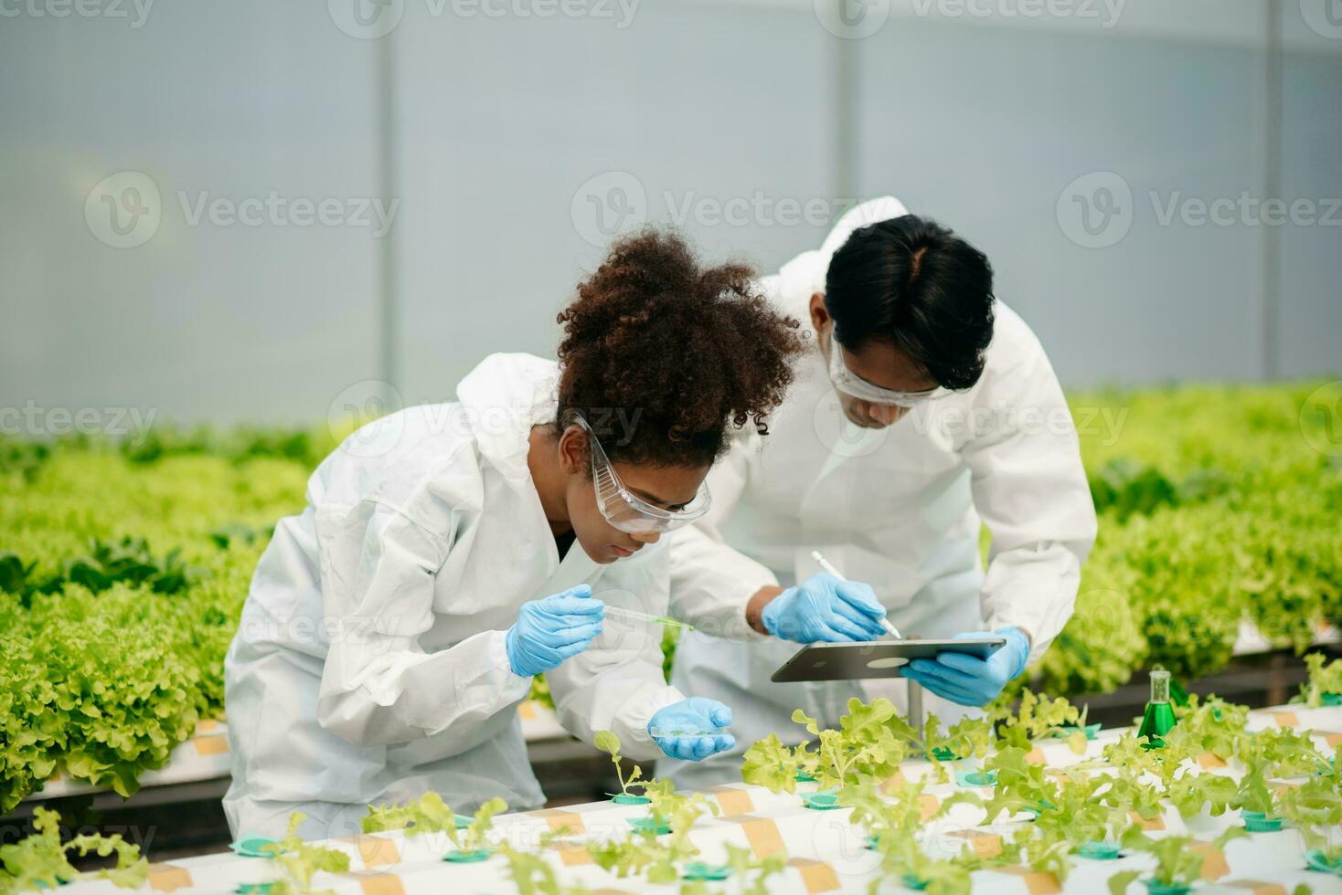 Biologist puts sprout in test tube for laboratory analyze. Two scientists stand in organic farm. check, laboratory in greenhouse. photo