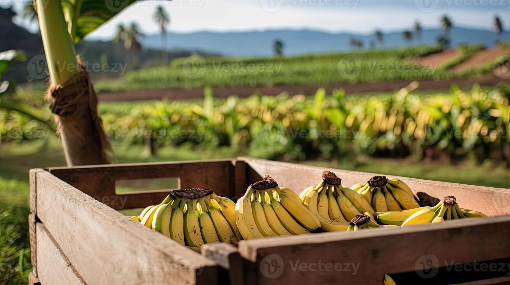 Organic bananas in a wooden box on the field. Space for text, mockup, photo