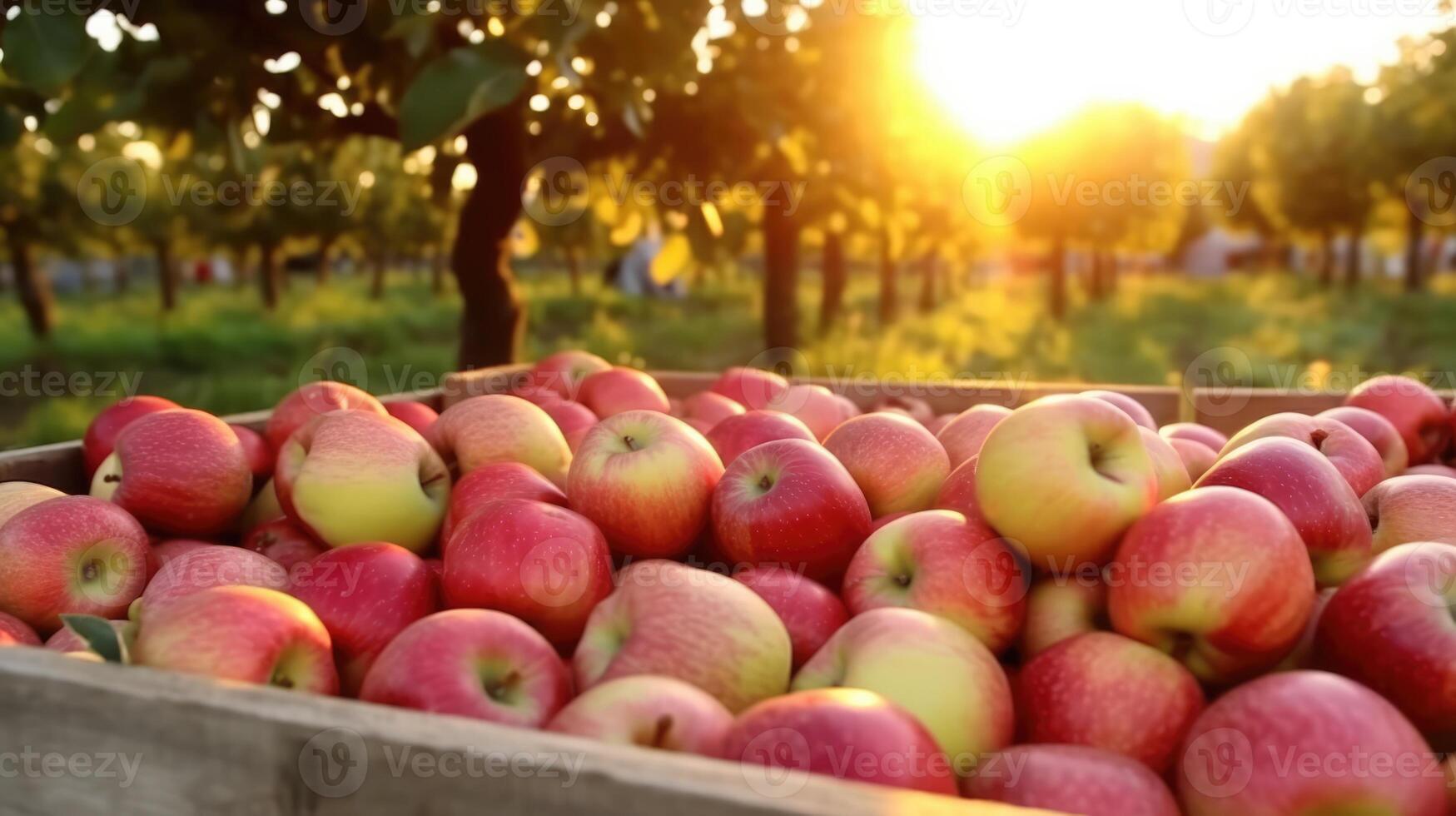 Organic apples in a wooden box on the field. Space for text, mockup, photo