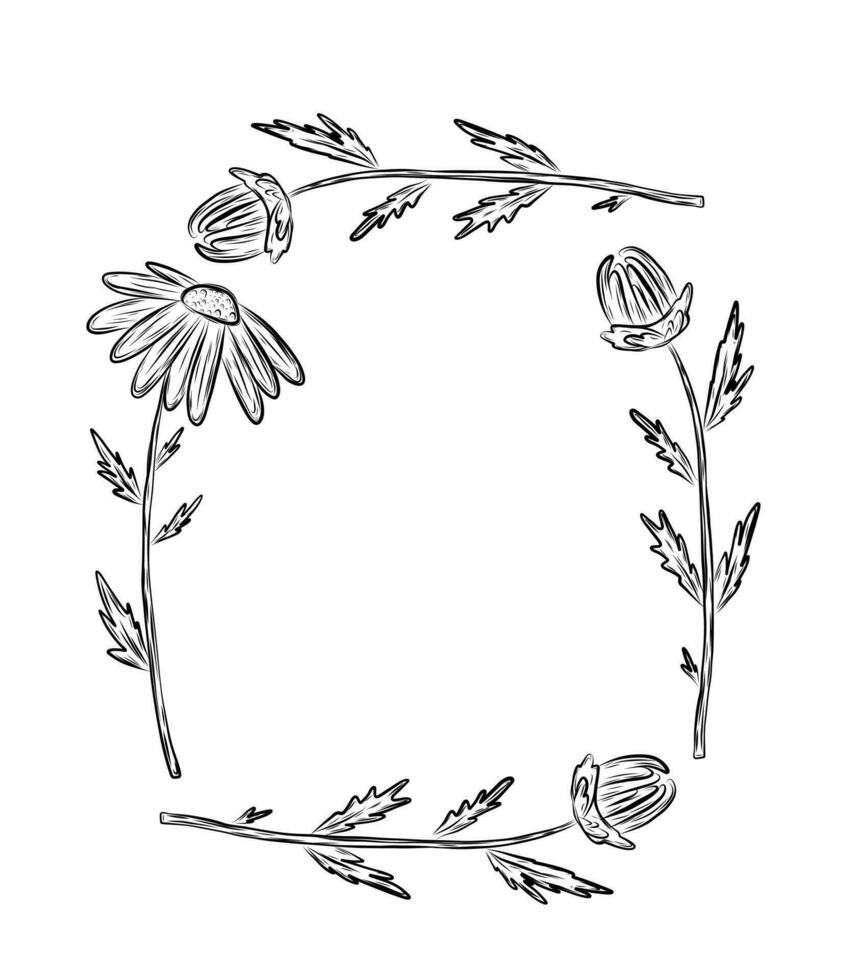 Frame with chamomile flower in sketch style vector