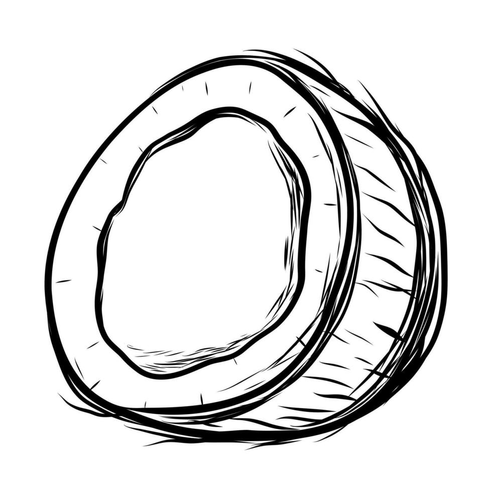 Coconut in sketch style vector