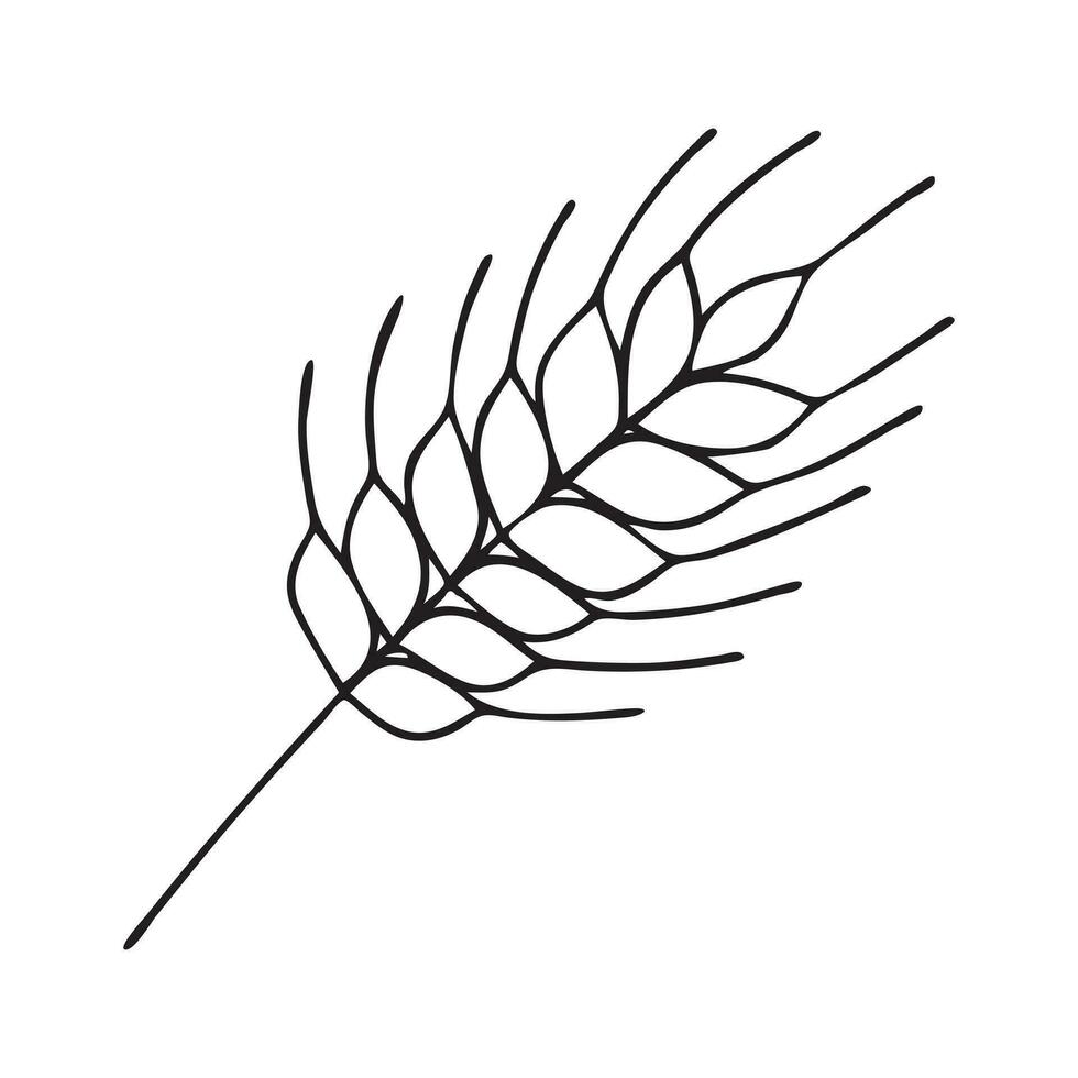 Vector illustration of a spikelet of wheat in doodle style isoladet on transparent background
