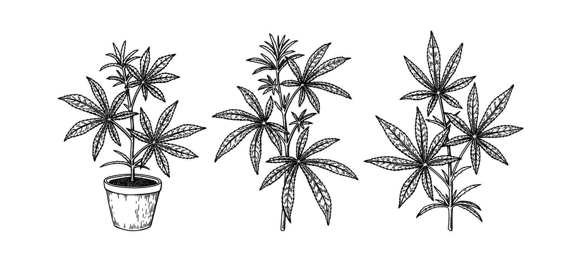 Set of cannabis branches and potted hemp plant. Hand drawn marijuana design elements. Vector illustration in sketch style