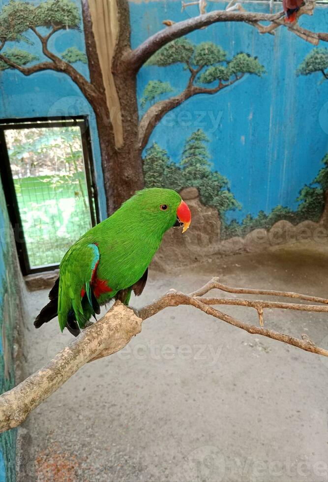 Green eclectus parrot perched on a on a branch perch. photo