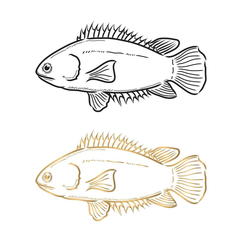 Vector. Thai cichlid. Black and gold stripes on white background. vector