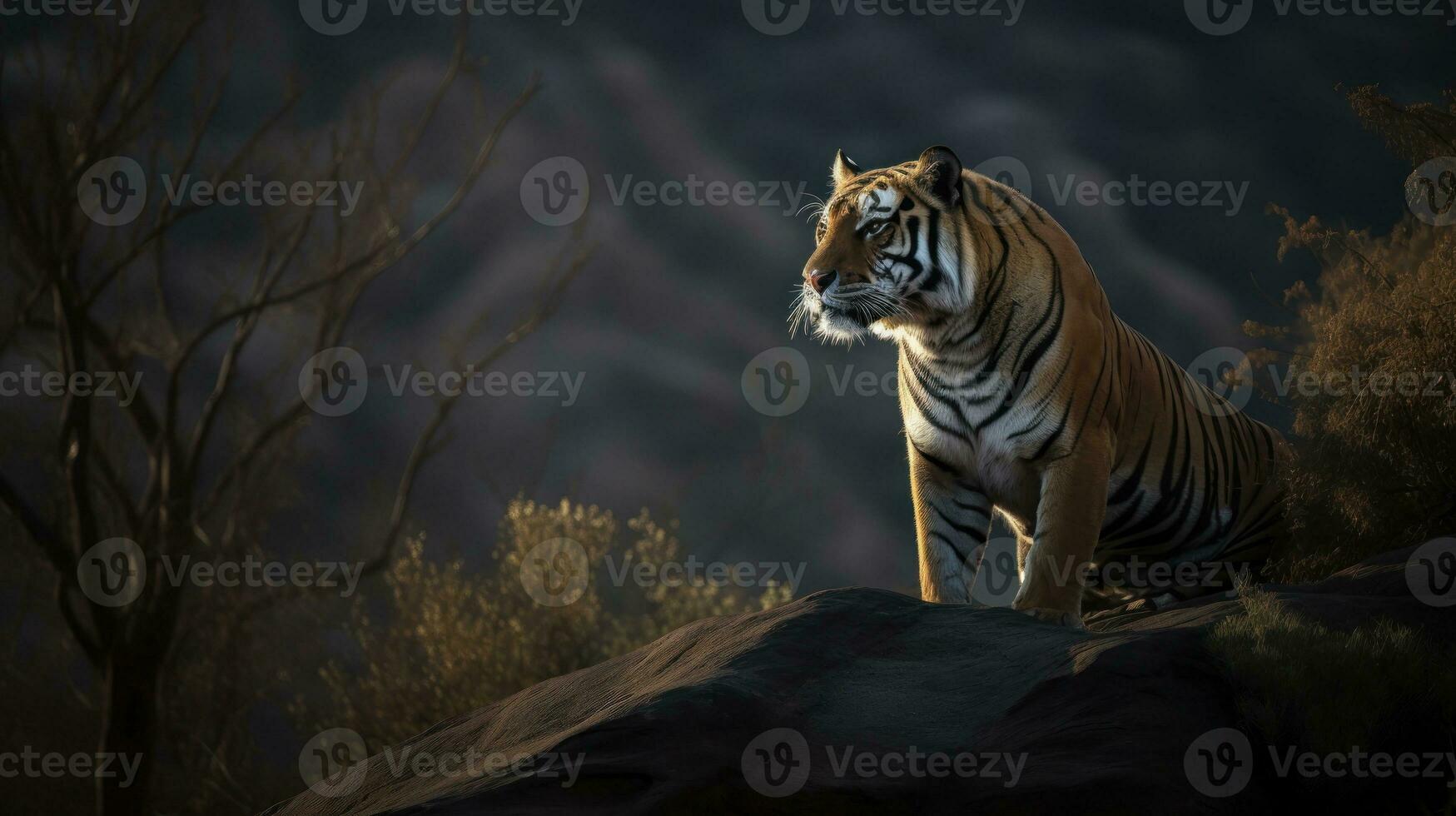 Bengal Tiger, its head raised proudly, oversees its territory from a high rocky perch photo