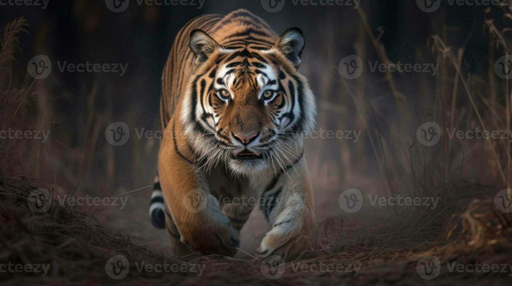 A Bengal Tiger, captured mid-stride, its sinewy muscles standing out beneath its luminous fur photo