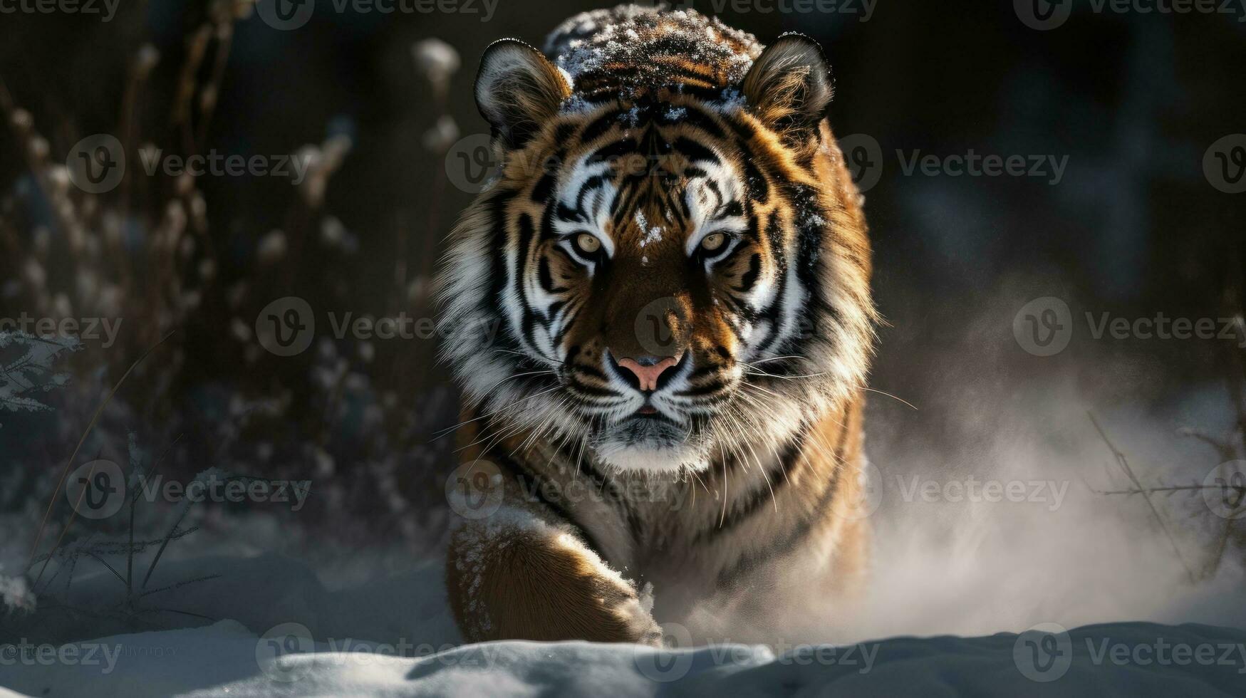 A Bengal Tiger, frozen in mid-gait, its impressive musculature evident beneath its radiant coat photo