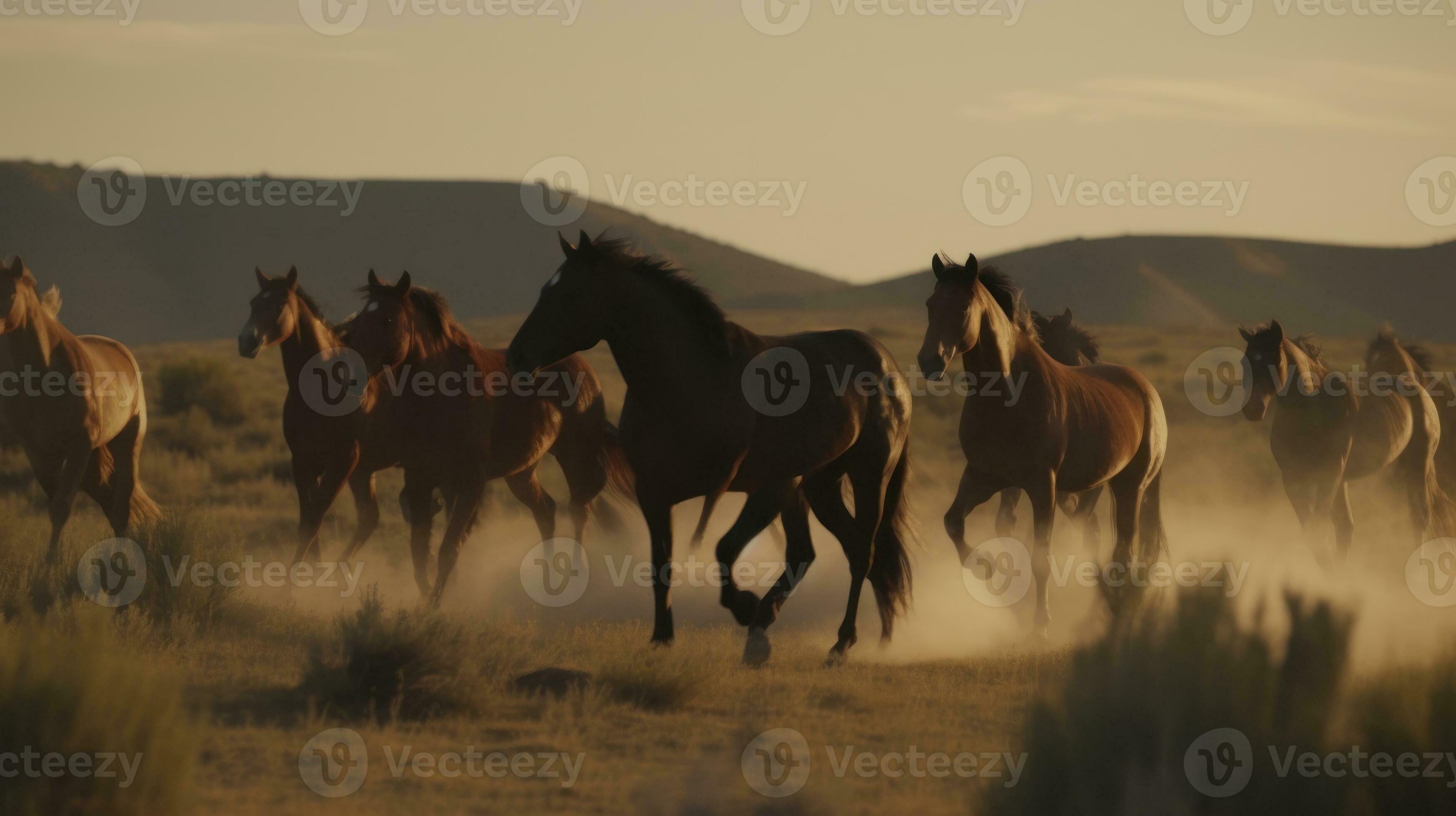 A pack of wild horses running free across grassland 26004298 Stock