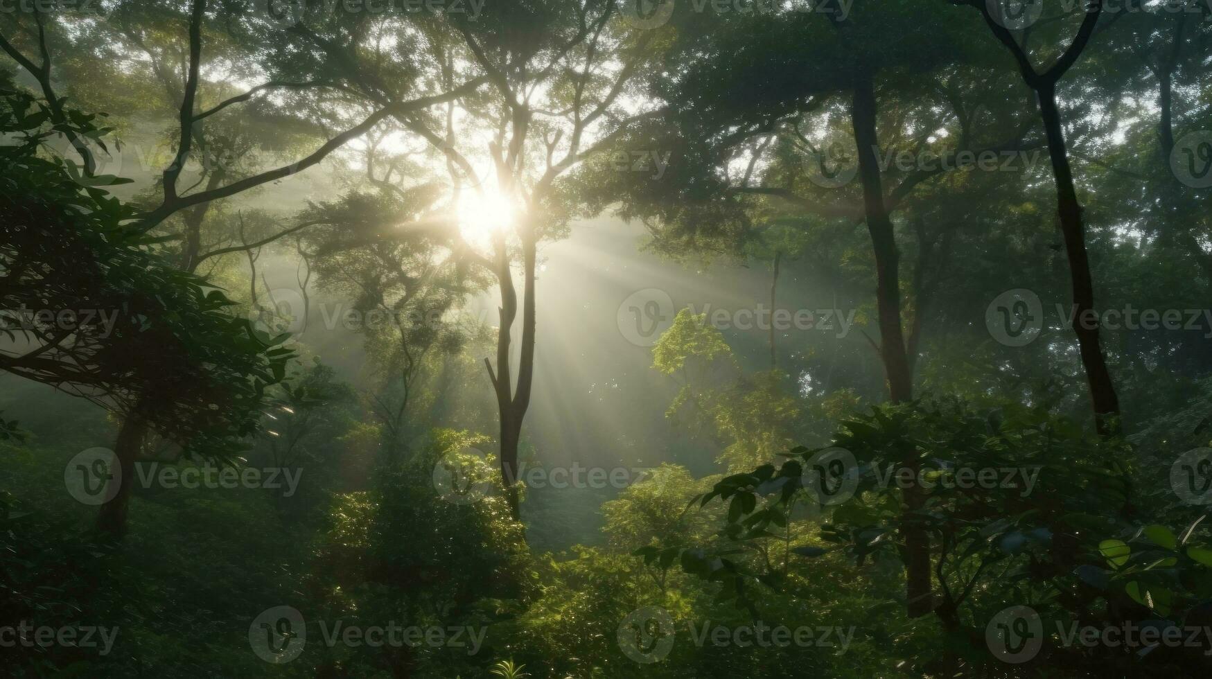 The sun breaking through the forest canopy in the morning photo