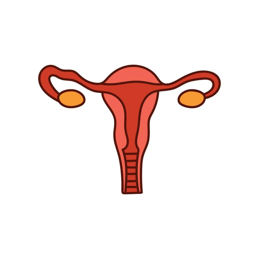 Kids drawing Cartoon Vector illustration female reproductive system icon Isolated on White Background