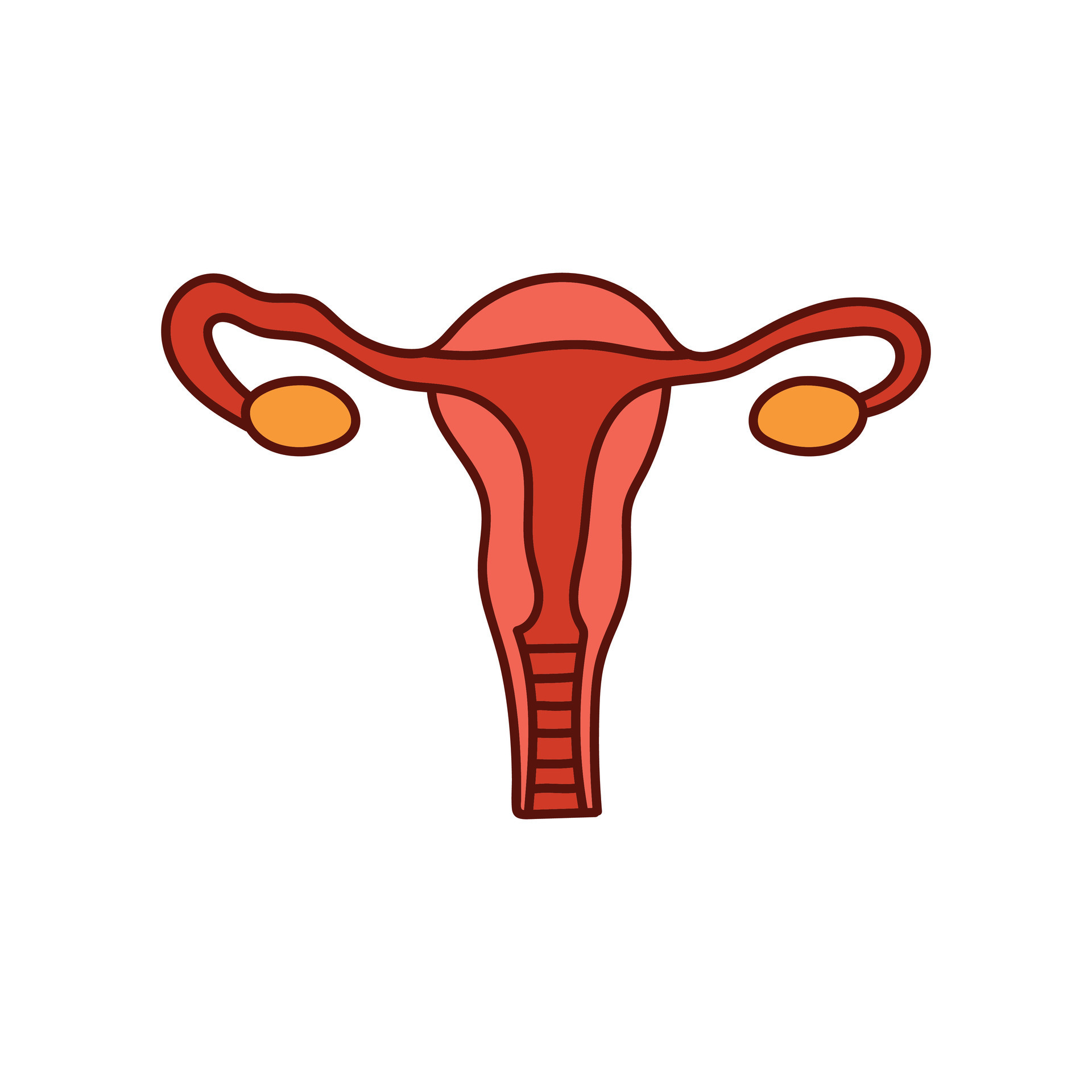 Kids drawing Cartoon Vector illustration female reproductive system ... Biology Diagrams