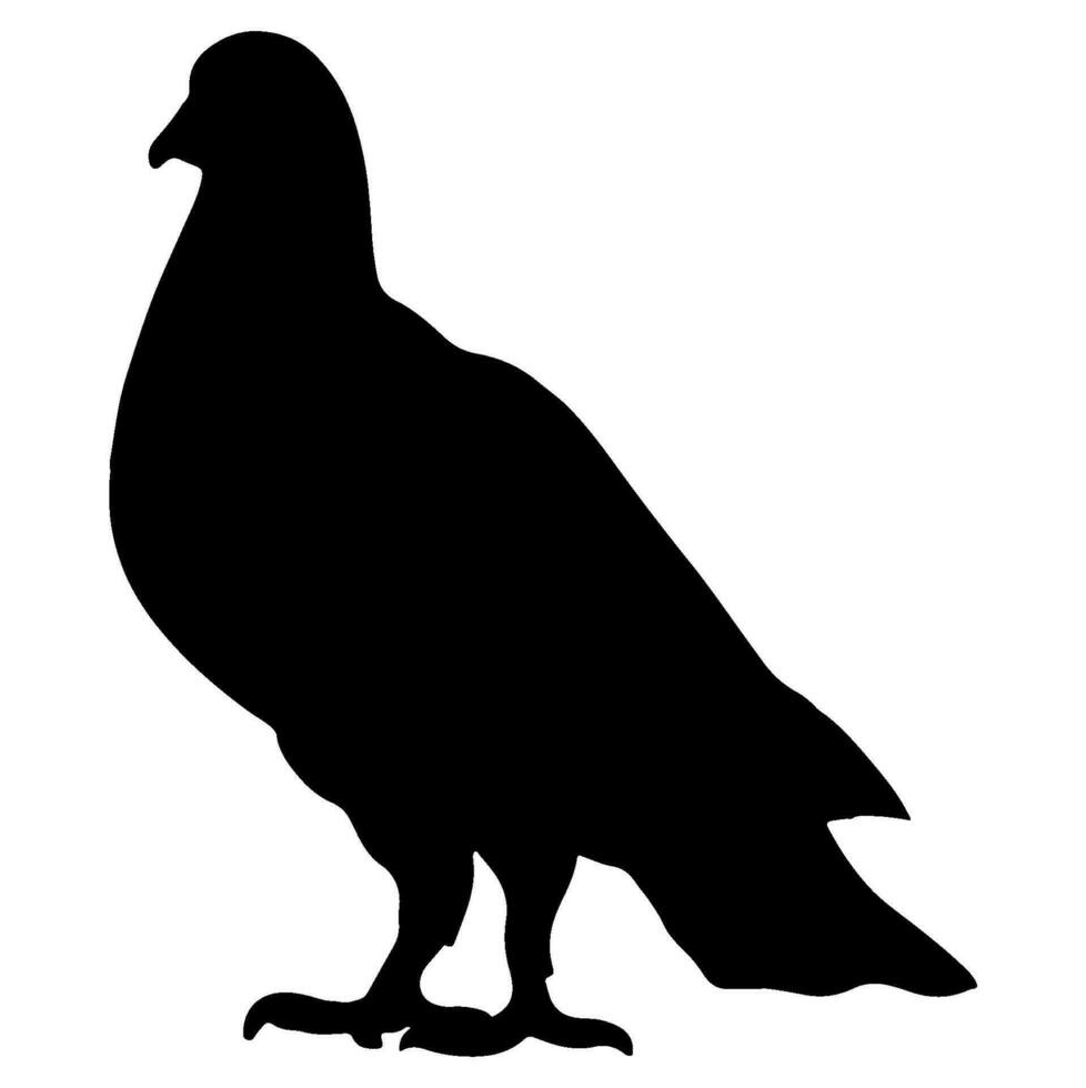 Pigeon Black Silhouette vector