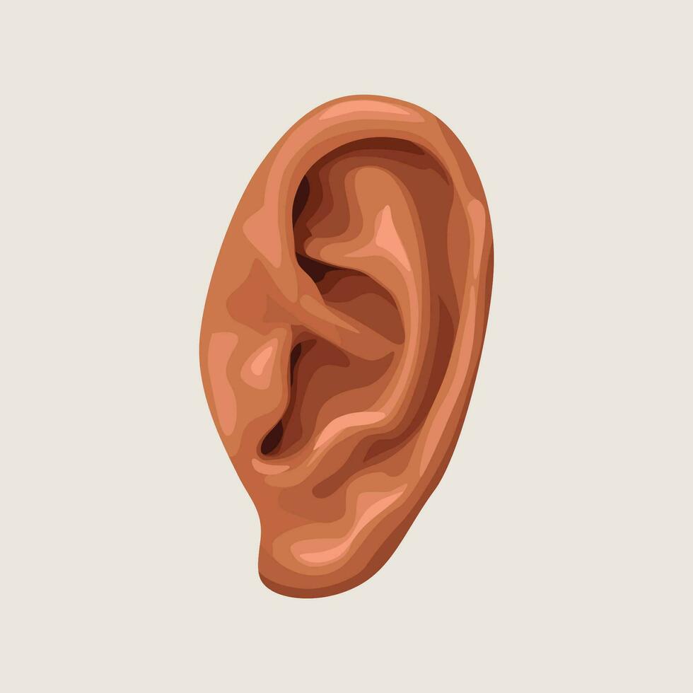 human ear on white background vector