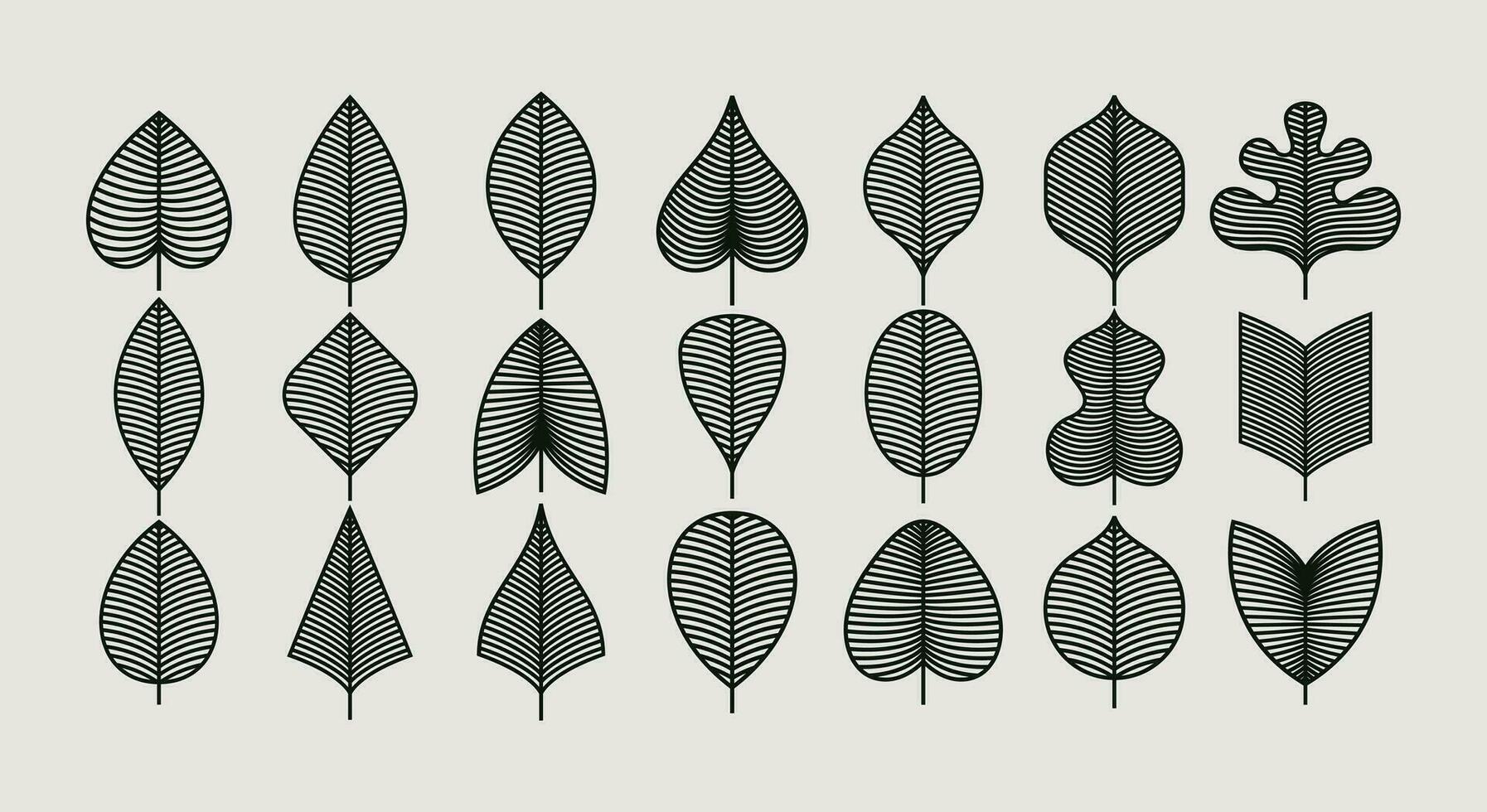 Set of modern line natural leaf graphic design. Organic plant leaf template set. vector