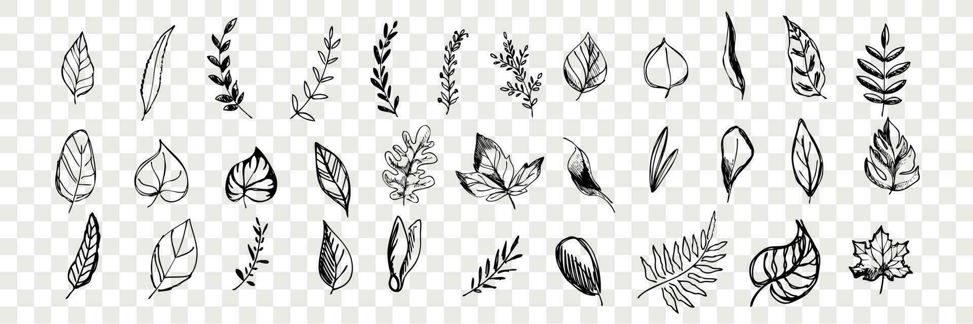 Different hand drawn tree leaves set collection vector