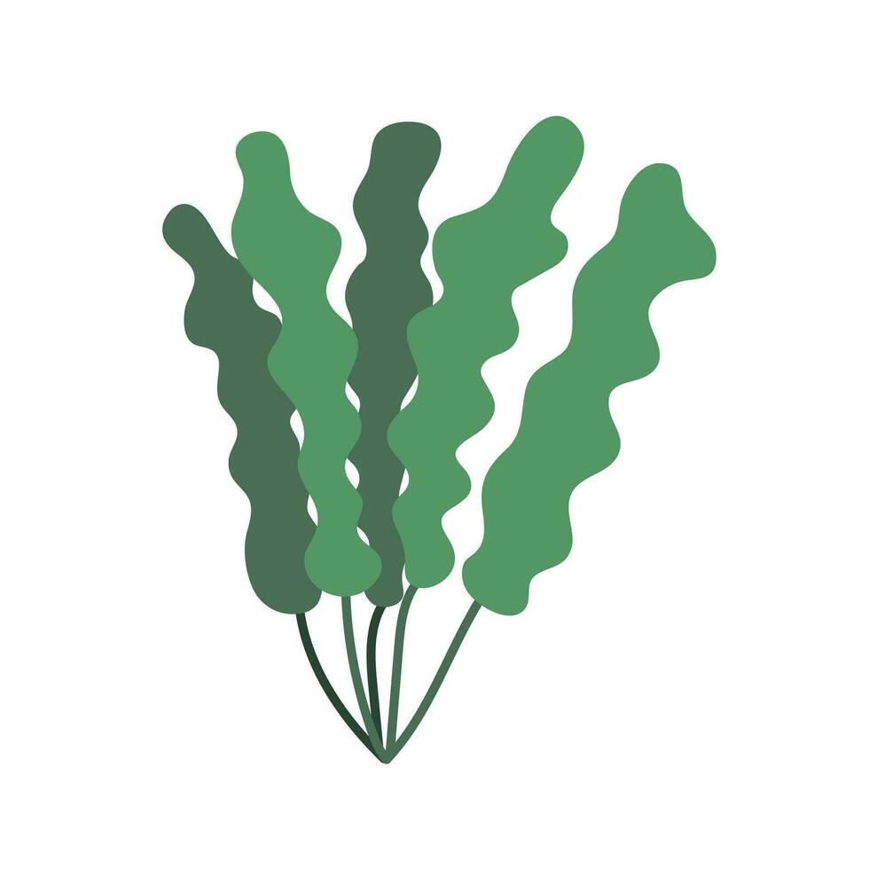 Vector marine algae flat illustration. Green seaweed vector clipart