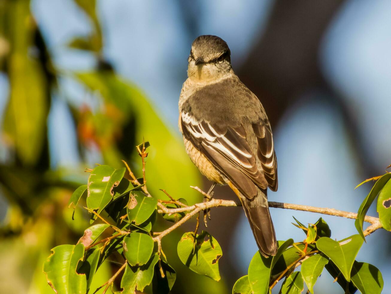 Varied Triller in Australia photo