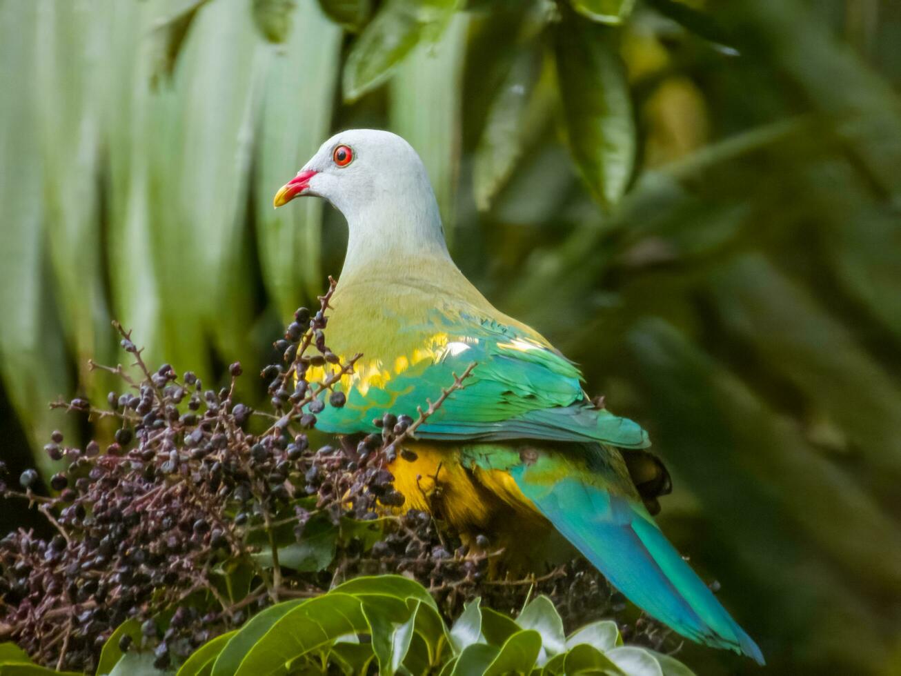 Wompoo Fruit-Dove in Australia photo