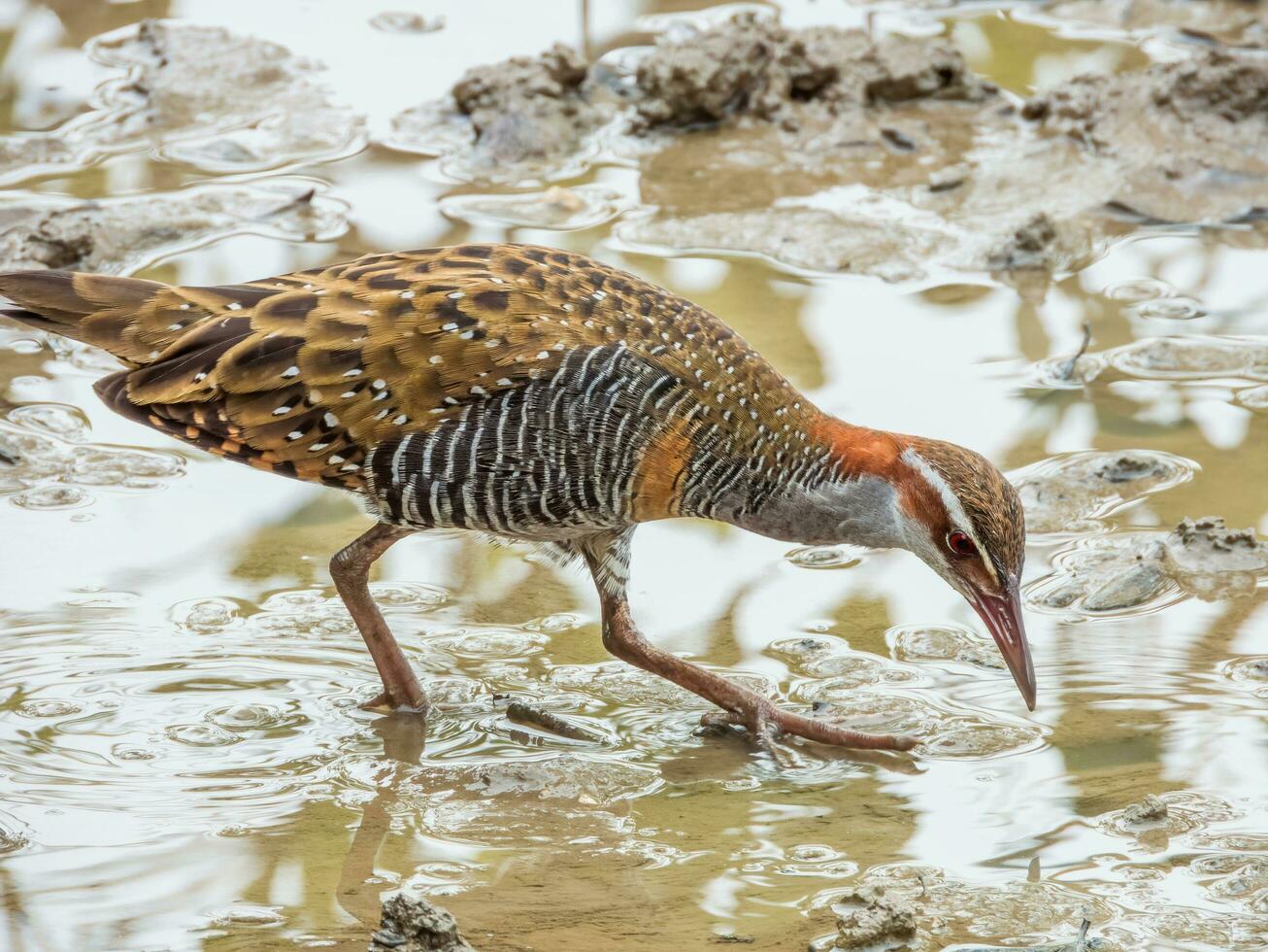 Buff-banded Rail in Australia photo