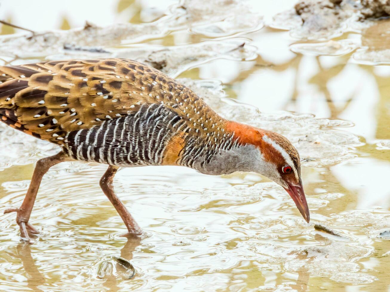 Buff-banded Rail in Australia photo