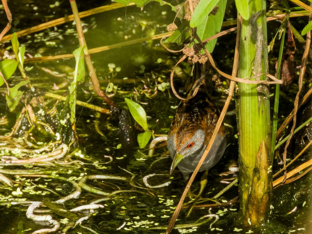 Baillon's Crake in Australia photo