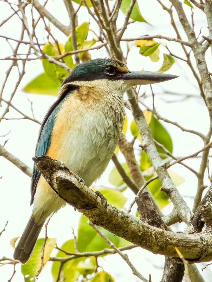 Sacred Kingfisher in Australia photo