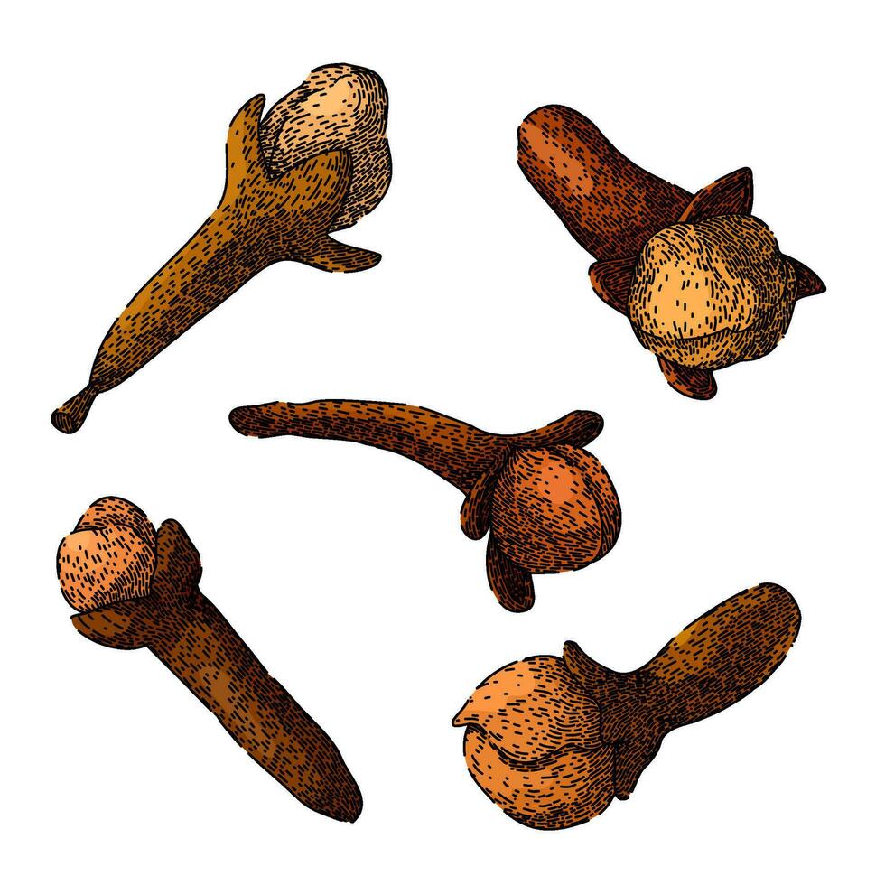 clove spice set sketch hand drawn vector