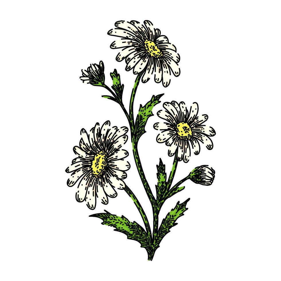 chamomile daisy flower sketch hand drawn vector