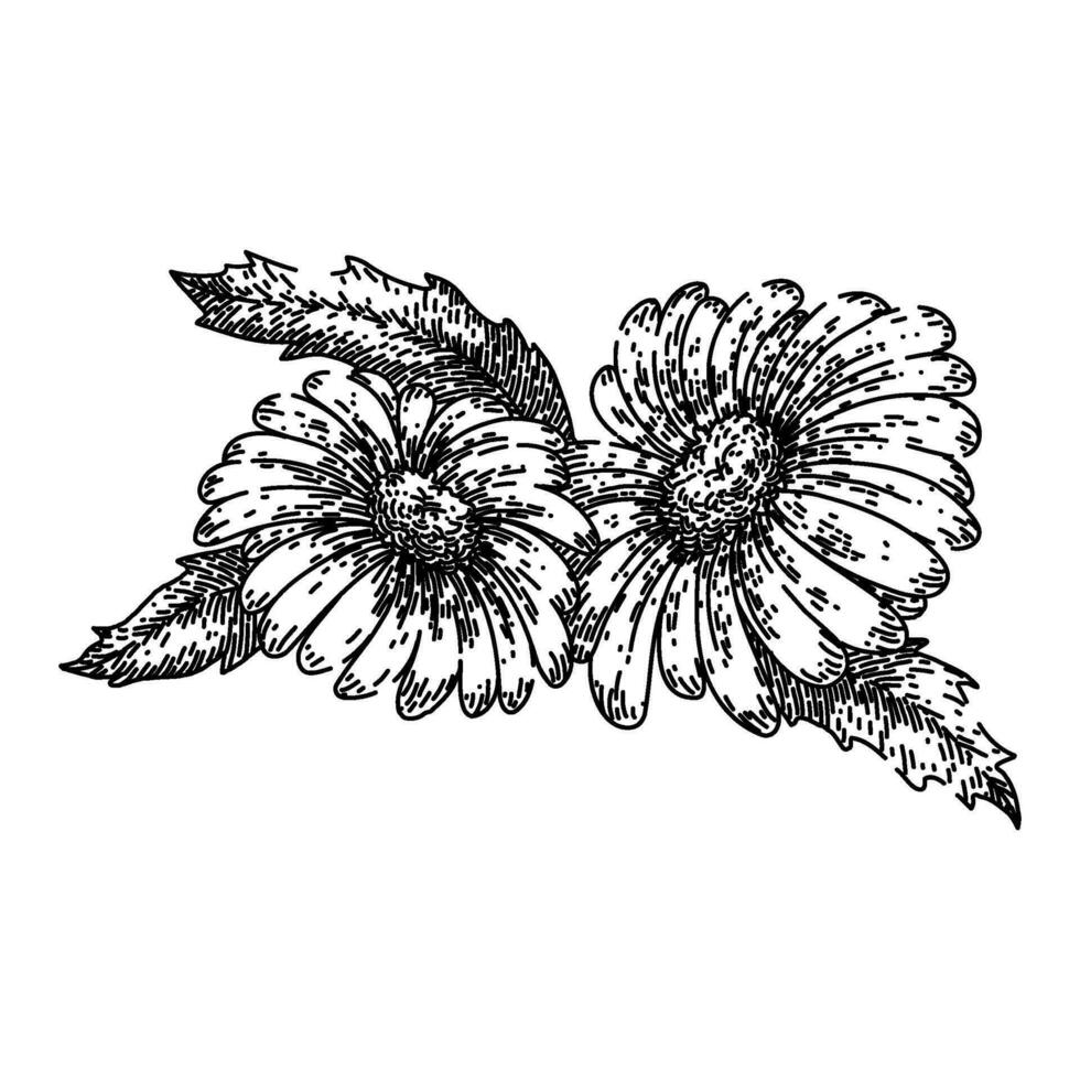 floral daisy flower sketch hand drawn vector