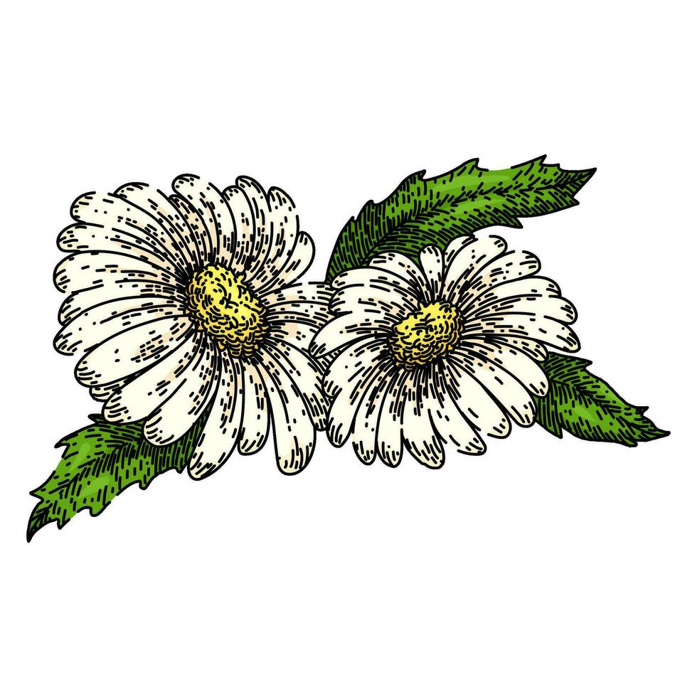 spring daisy flower sketch hand drawn vector