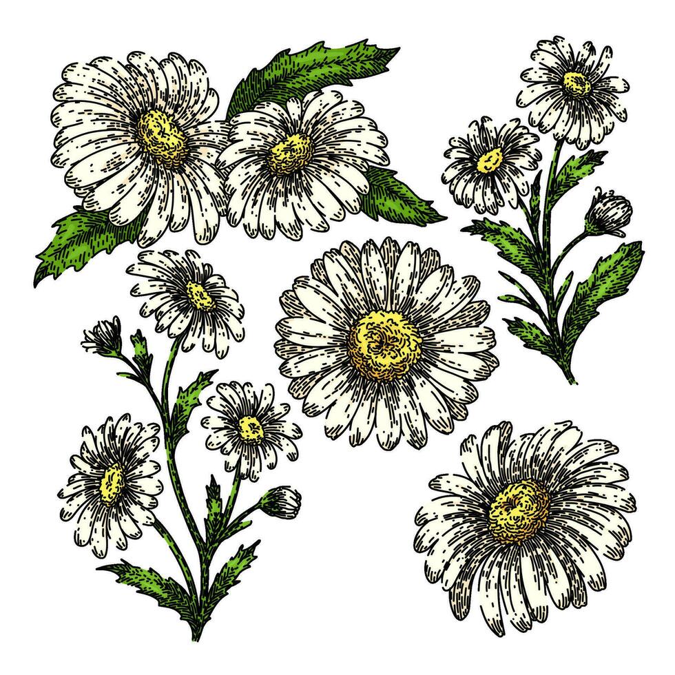 daisy flower set sketch hand drawn vector