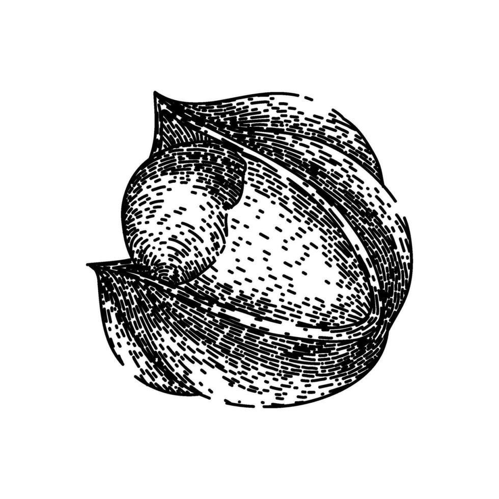 health guarana fruit sketch hand drawn vector