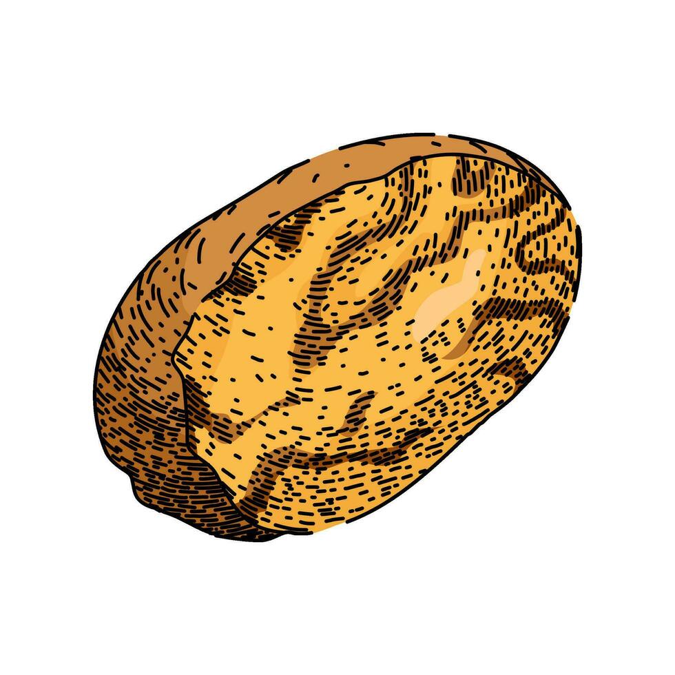 nut nutmeg spice sketch hand drawn vector