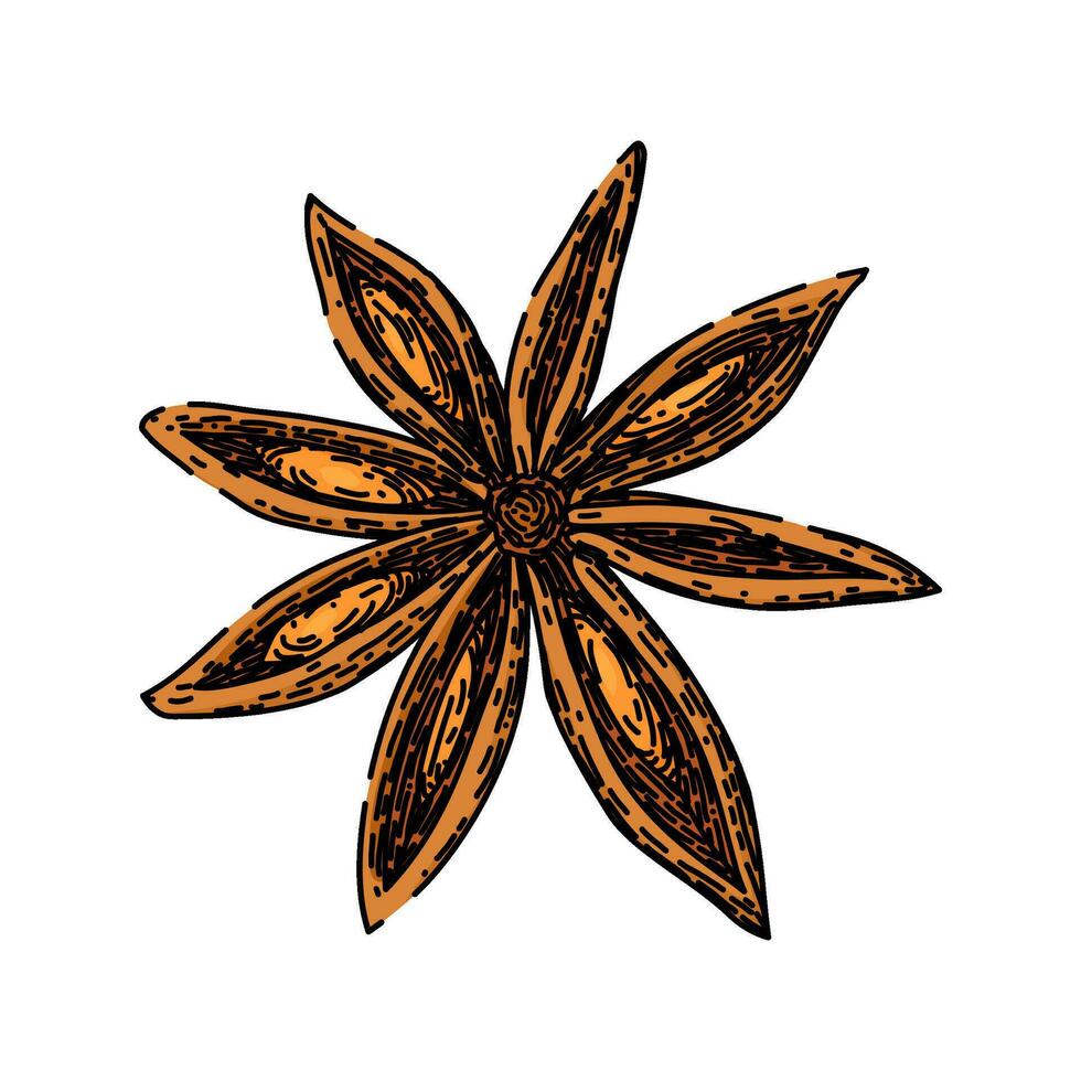 ingredient anise star sketch hand drawn vector