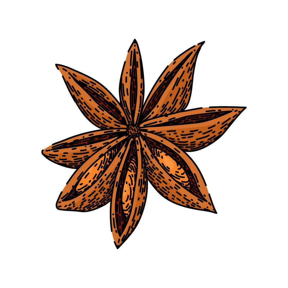 marrón anís estrella bosquejo mano dibujado vector