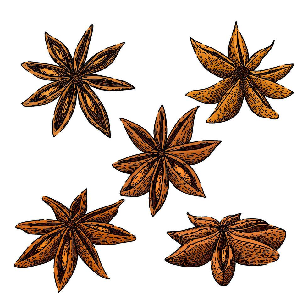 anise star set sketch hand drawn vector