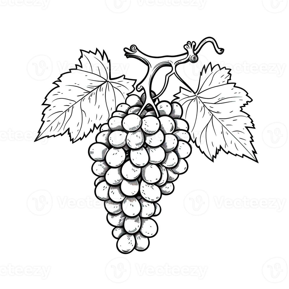 vine grape aesthetic photo