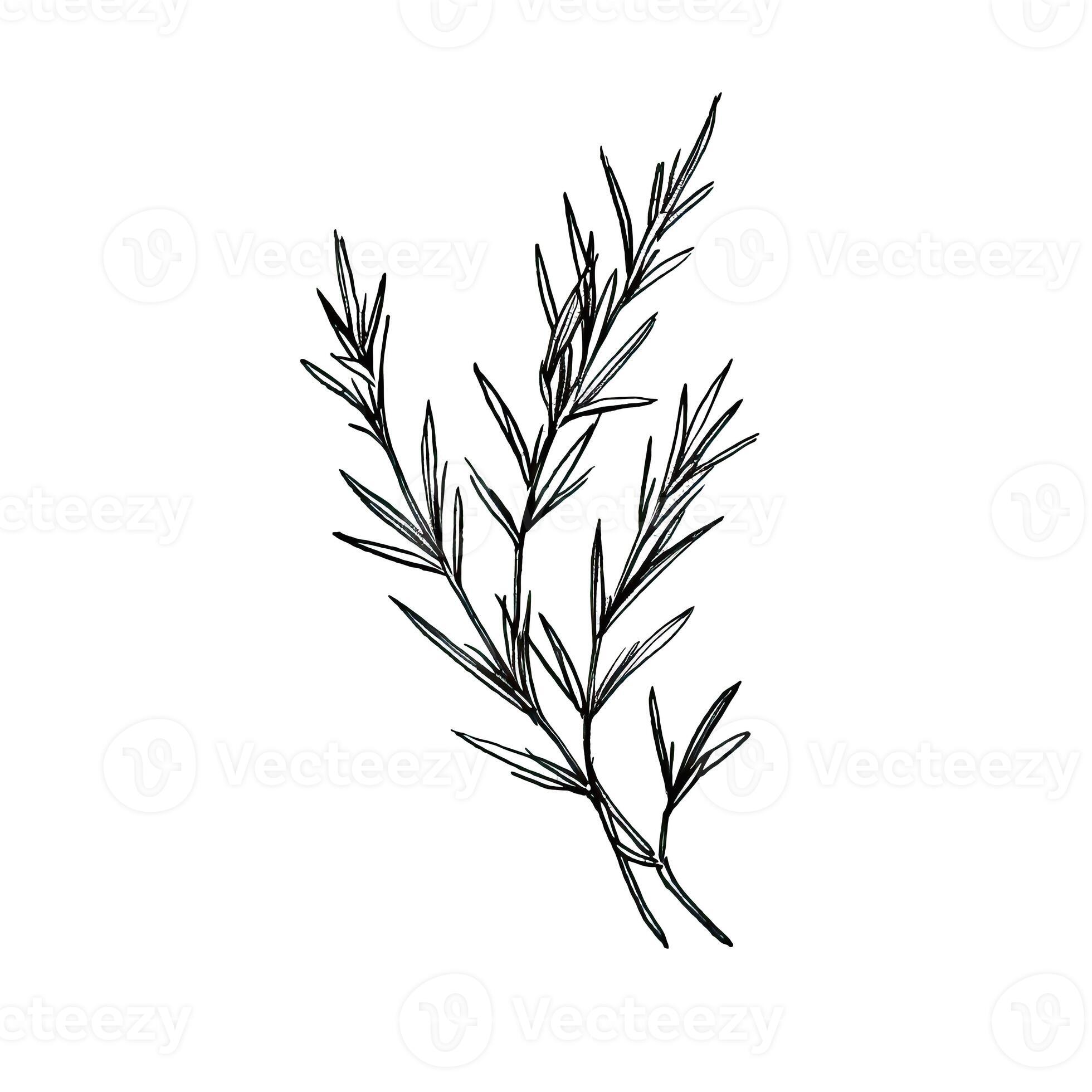 plant rosemary leaves ai generated 26116250 Stock Photo at Vecteezy