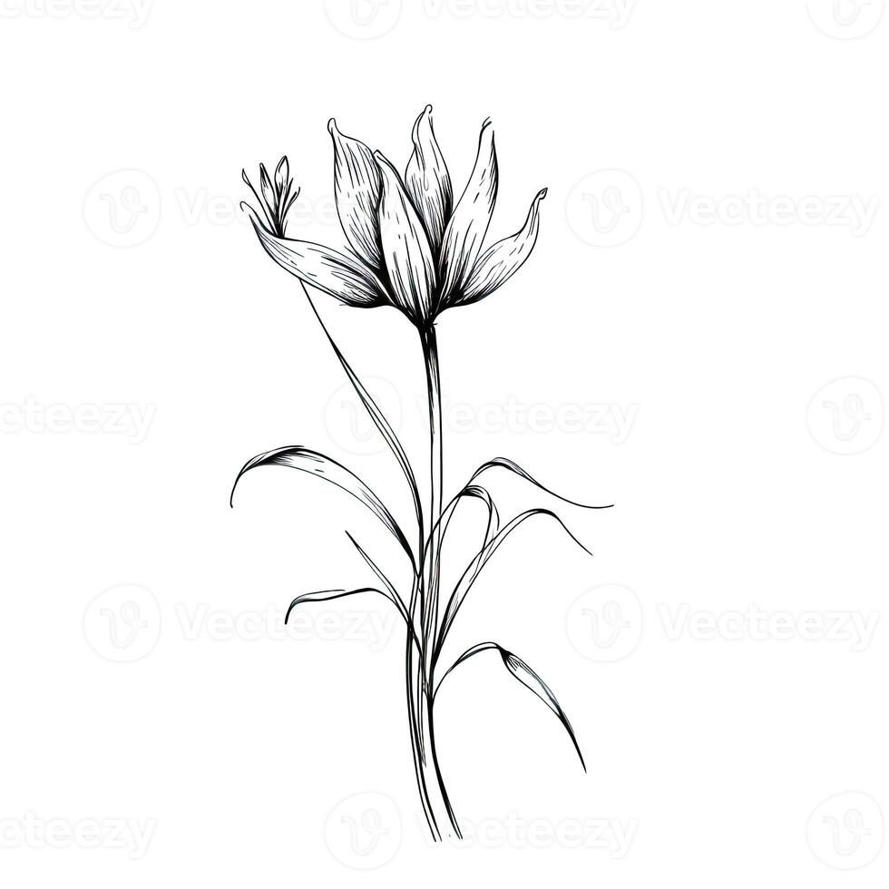 crocus saffron aesthetic photo